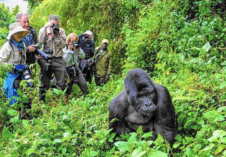 How to choose a reputable tour operator in Uganda?