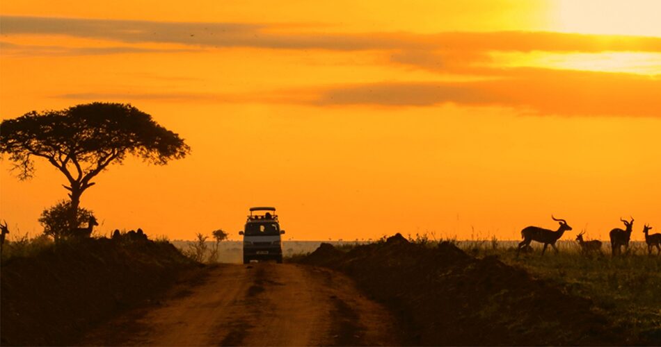 How to choose between Kenya/Tanzania safaris vs Uganda safari?