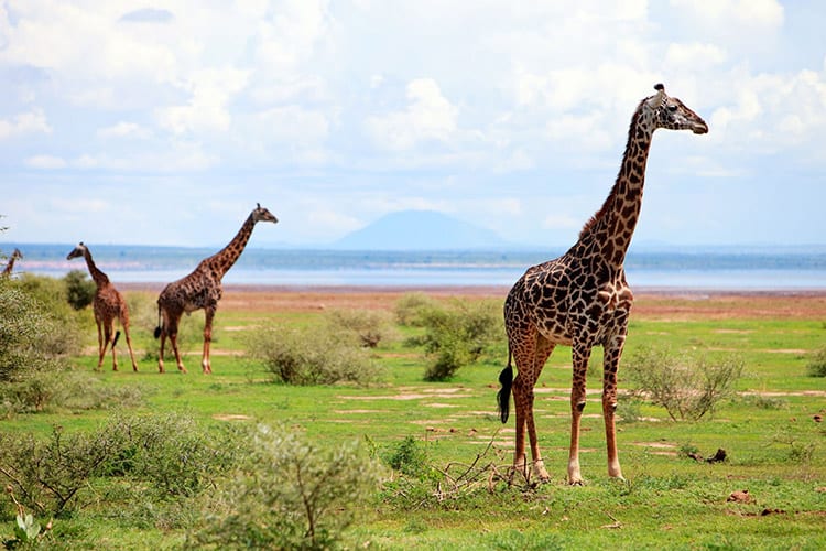 9-Day Best of Tanzania Safari and Zanzibar Beaches