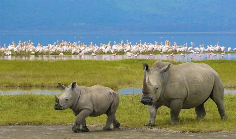9-Day Best of Tanzania Safari and Zanzibar Beaches