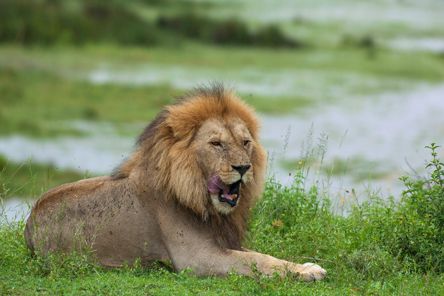 9-Day Best of Tanzania Safari and Zanzibar Beaches
