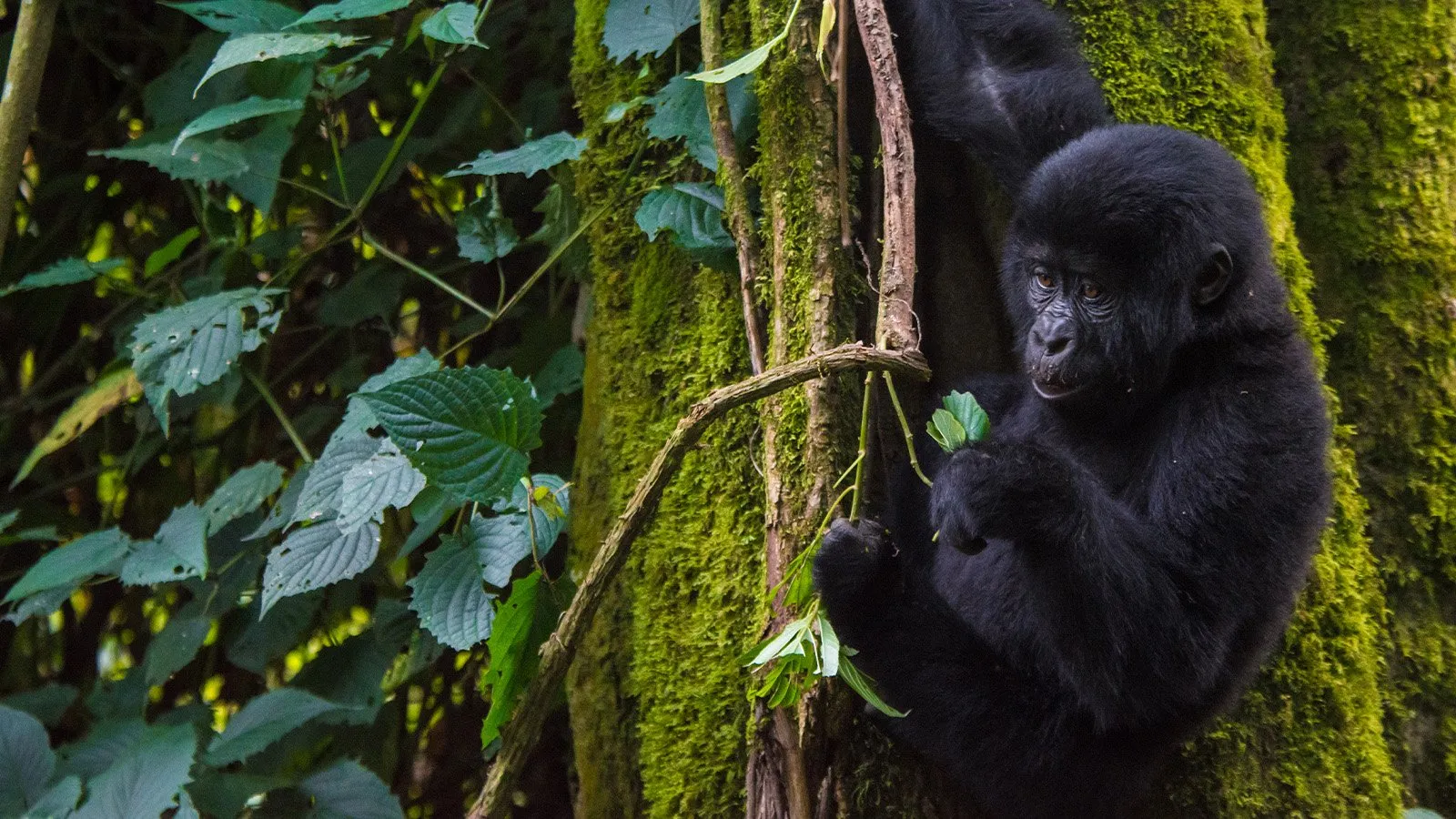 What are the best photographic locations in Uganda?