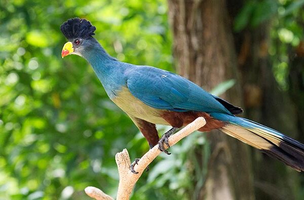 What are the best places in Uganda for birdwatching?