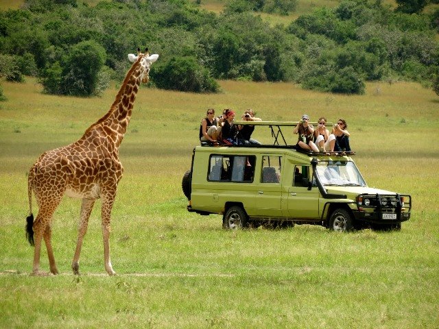What are the wildlife viewing rules and ethical guidelines in Uganda parks?