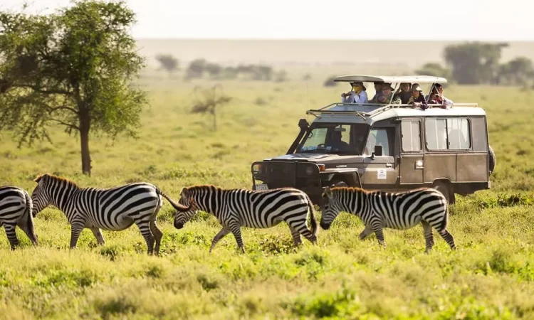 What are wildlife migration or seasonal patterns in Uganda?