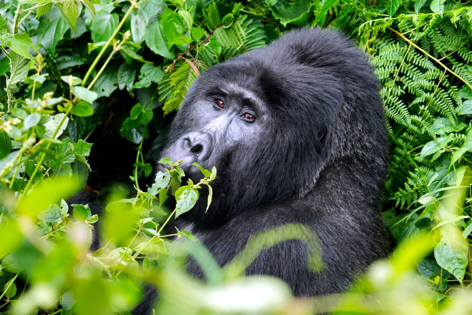 What level of fitness do I need for gorilla trekking in Uganda?