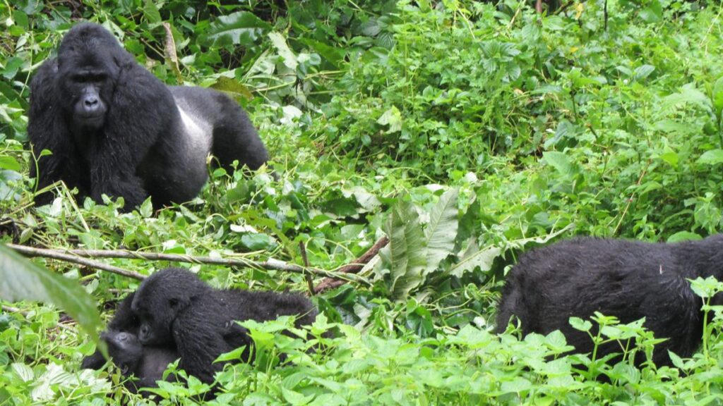 What level of fitness do I need for gorilla trekking in Uganda?