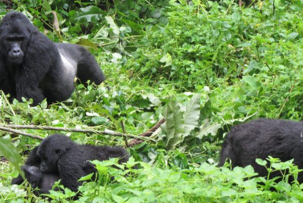 What level of fitness do I need for gorilla trekking in Uganda?