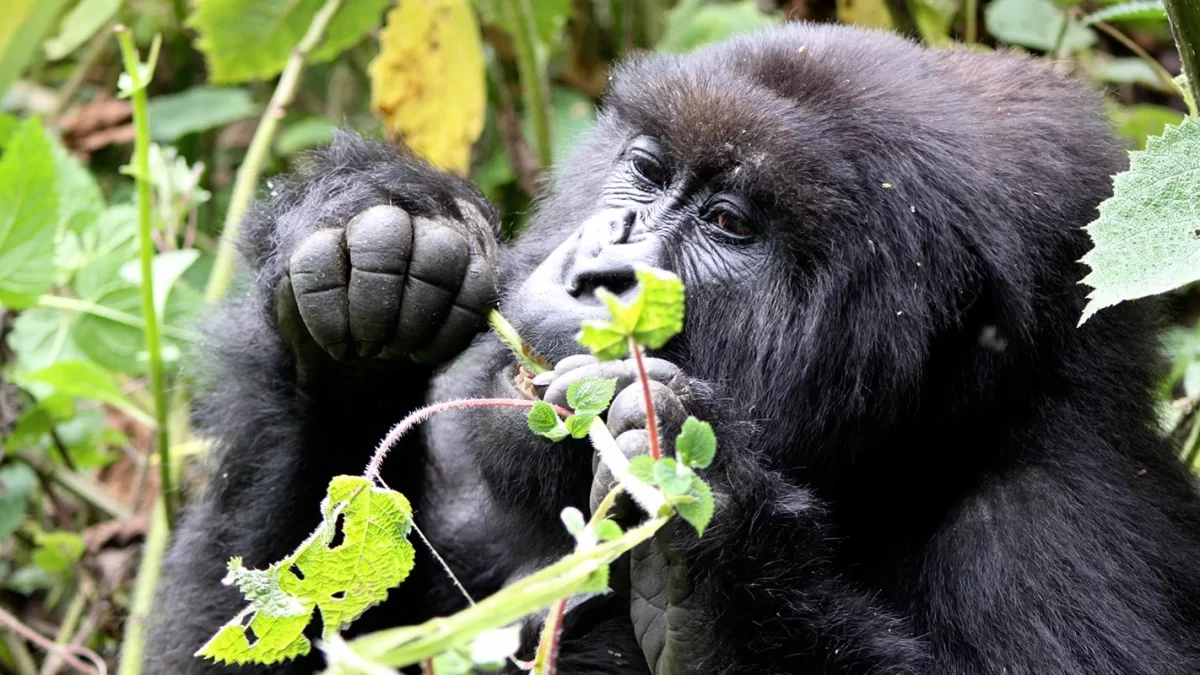 What wildlife can I expect to see in Uganda’s national parks?