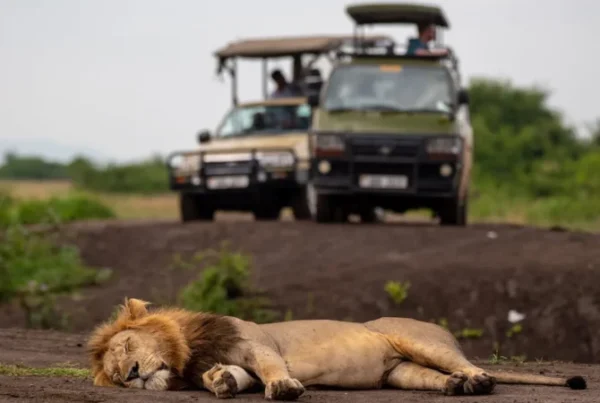 What wildlife conservation challenges are facing Uganda and how can travellers help?