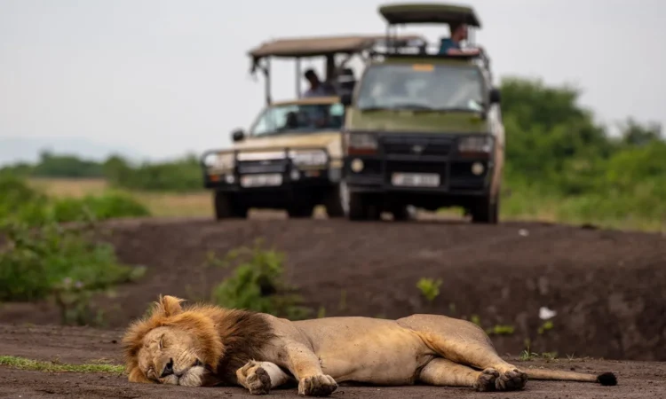 What wildlife conservation challenges are facing Uganda and how can travellers help?