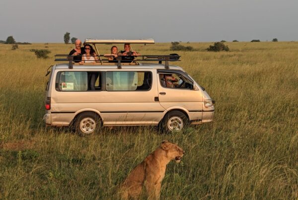 What wildlife viewing differences are there between Uganda’s parks?
