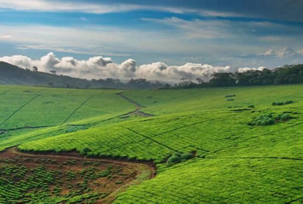 When is the best time of year to visit Uganda?