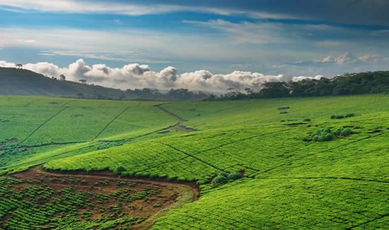 When is the best time of year to visit Uganda?