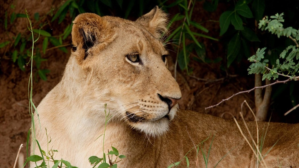 Which national parks in Uganda are less crowded and off the beaten path?