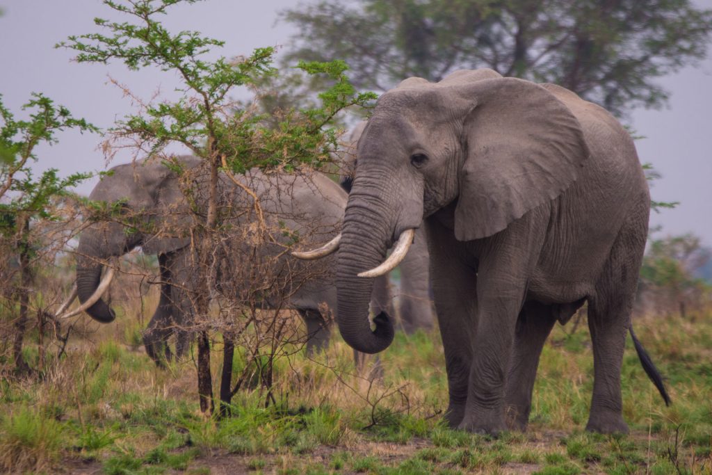 Which regions of Uganda are best for a safari?