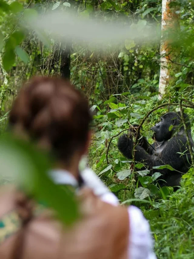 Silverback Gorilla Trekking
