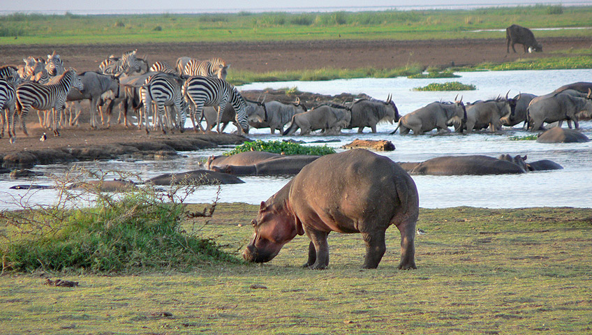 11-Day Tanzania Safari with Zanzibar Beach Break