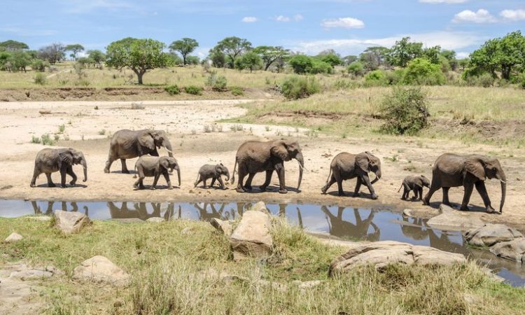 11-Day Tanzania Safari with Zanzibar Beach Break