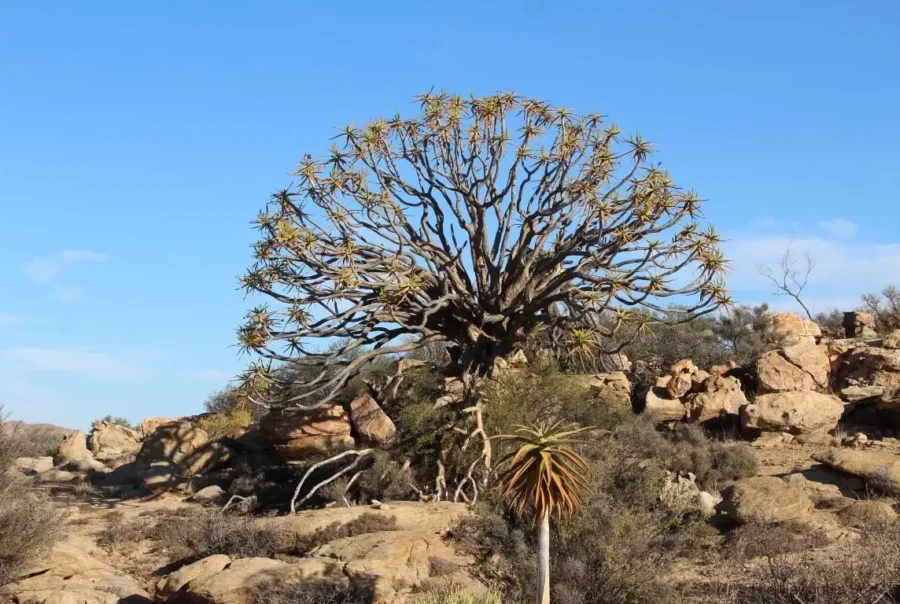 5-Day Lüderitz & Tsau //Khaeb Adventure Circuit