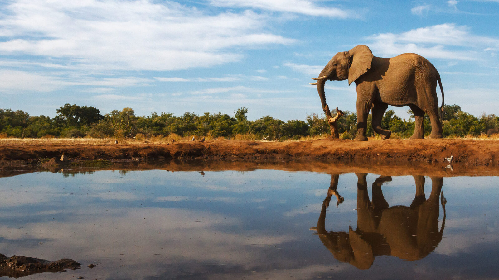 Africa wildlife safaris Botswana