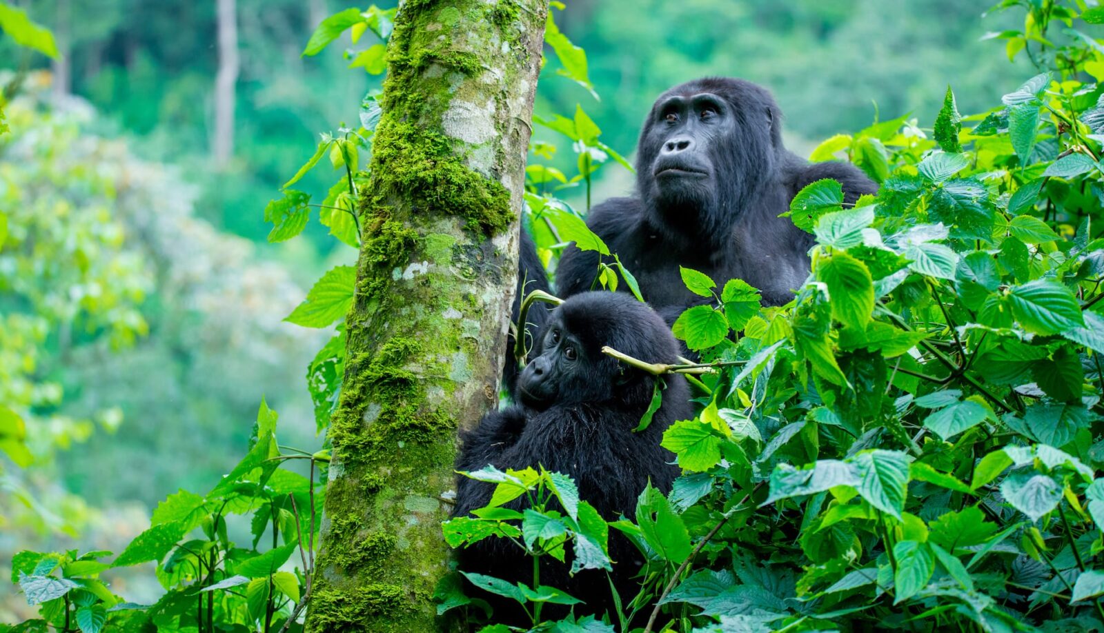 Africa wildlife safaris Bwindi Impenetrable National Park