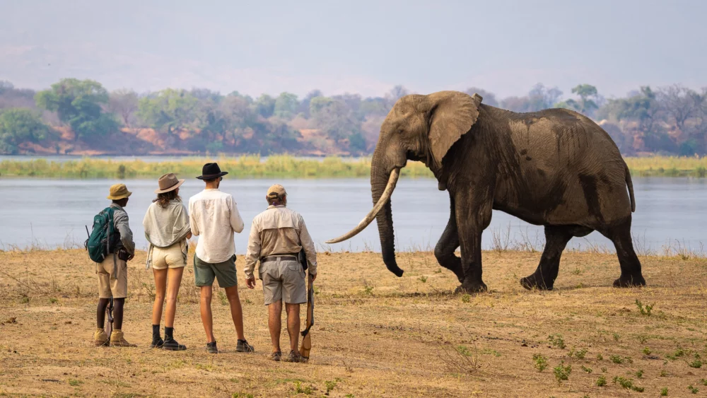 africa wildlife safaris mana pools national park