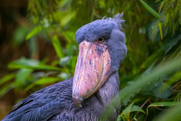 Bird Watching Holidays