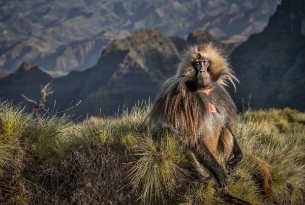 Geladas on the Roof of Africa