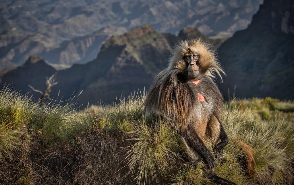 Geladas on the Roof of Africa