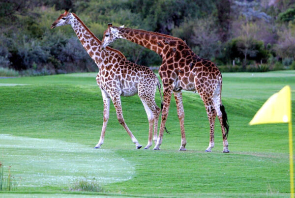 Golf Holidays in Africa