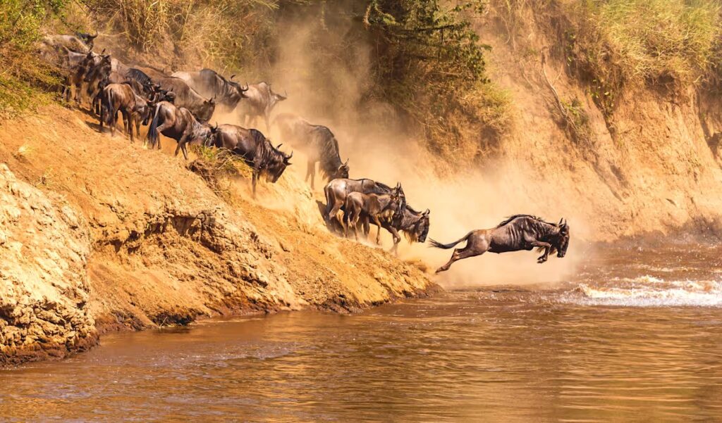 Great Migration Safaris