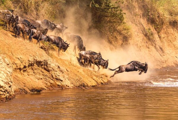 Great Migration Safaris
