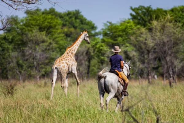 Horse Riding Safari