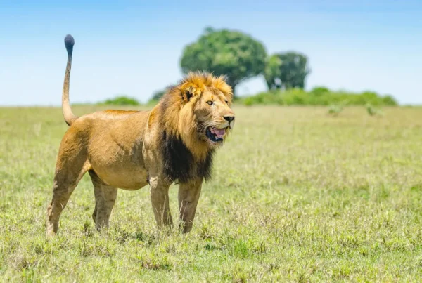 Lion Tracking Holidays