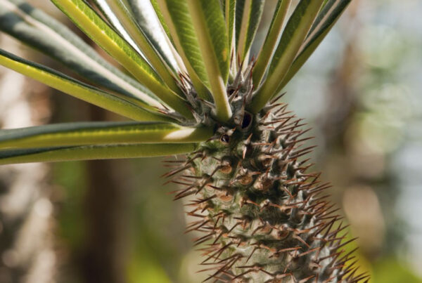 Madagascar Botany