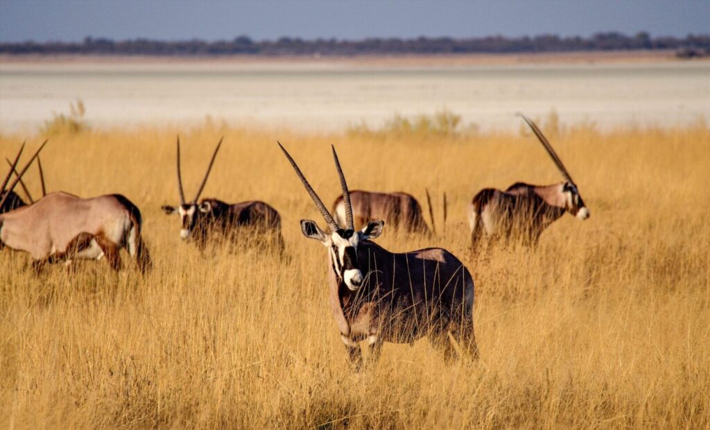 Top recommended Namibia safaris