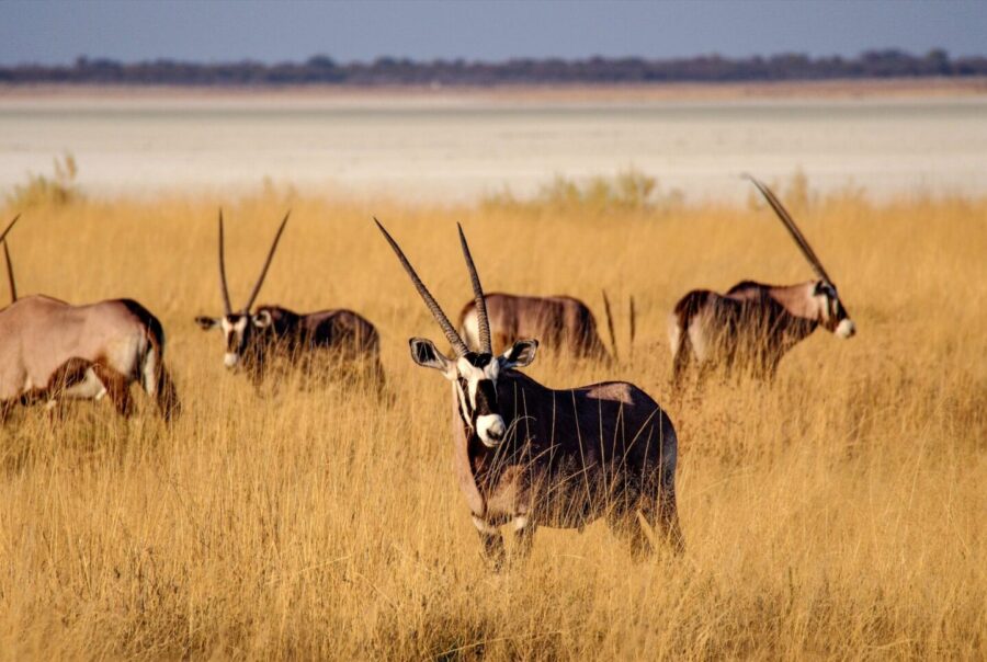 Top recommended Namibia safaris