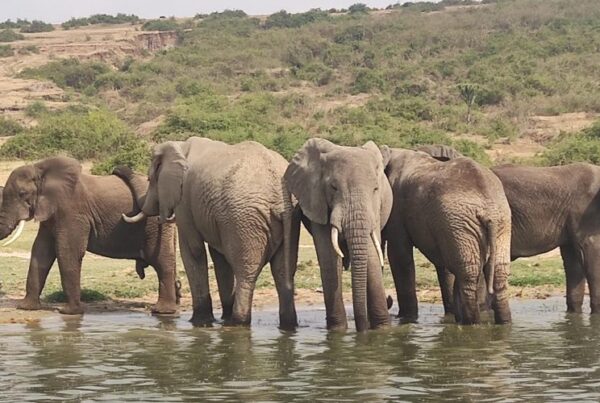 Ultimate Uganda Wildlife Safari Itinerary — A 14-Day Journey Through the Wild Heart of the Pearl of Africa