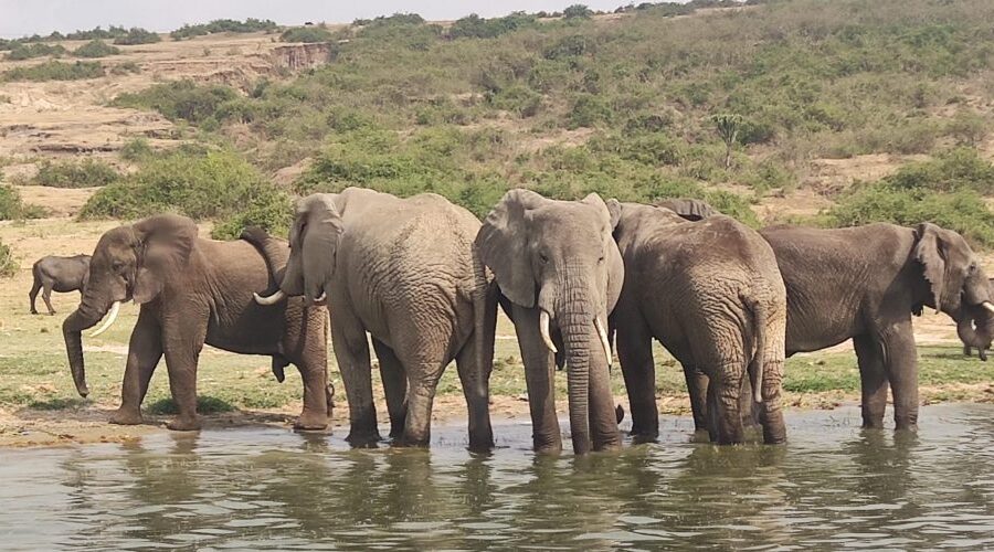 Ultimate Uganda Wildlife Safari Itinerary — A 14-Day Journey Through the Wild Heart of the Pearl of Africa