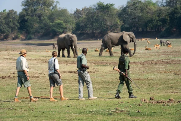 Walking Safari Holidays