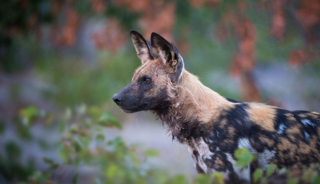 Wild Dog Safaris