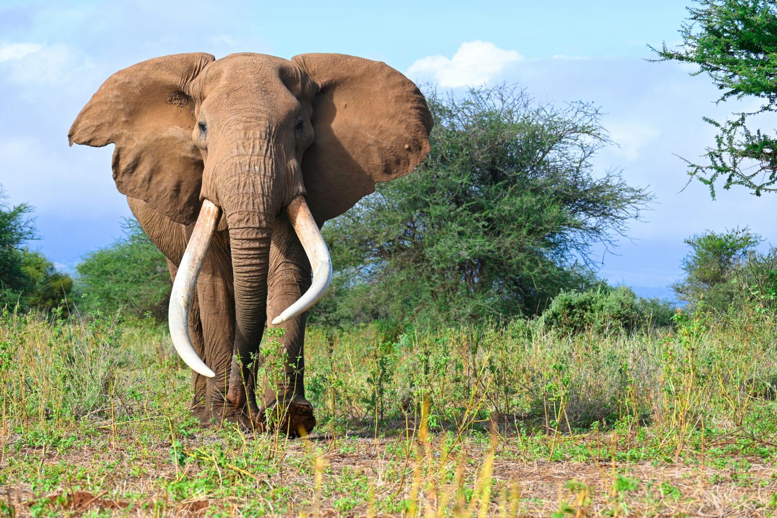 africa wildlife safaris