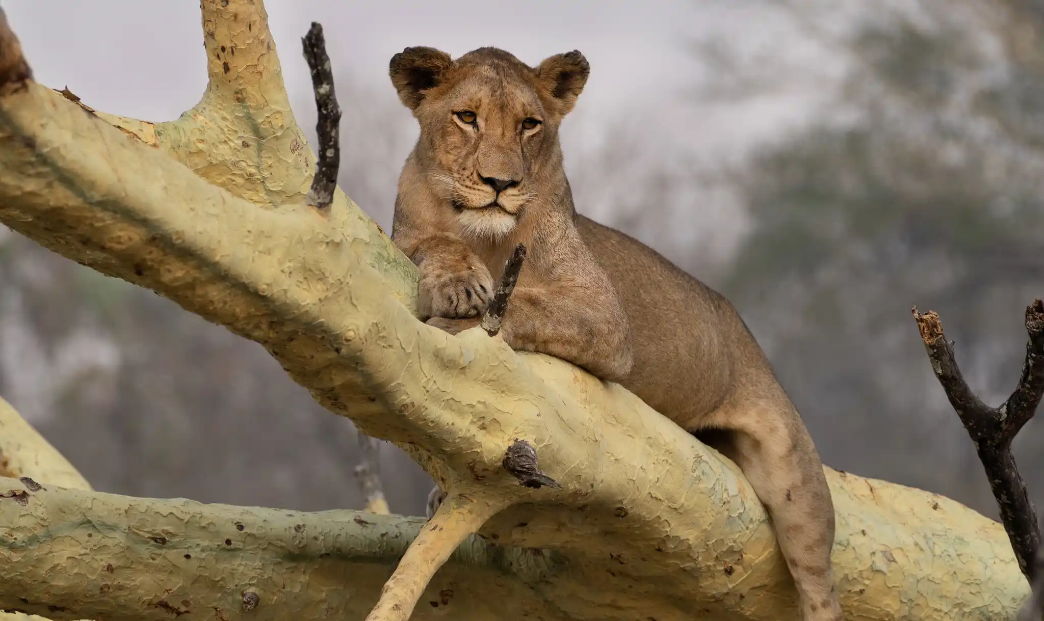 Africa wildlife safaris Gorongosa National Park