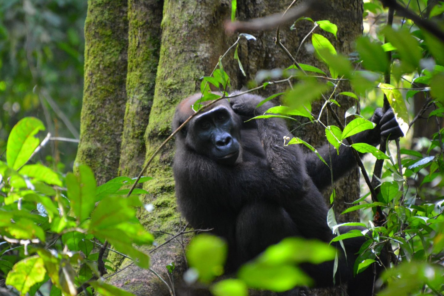 africa wildlife safaris Loango national park
