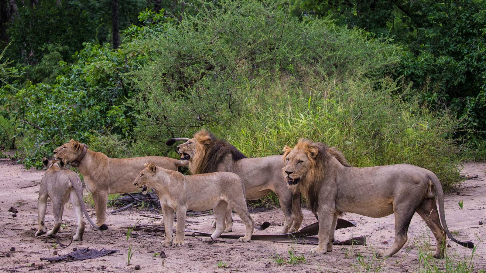 africa wildlife safaris Majete Wildlife Reserve