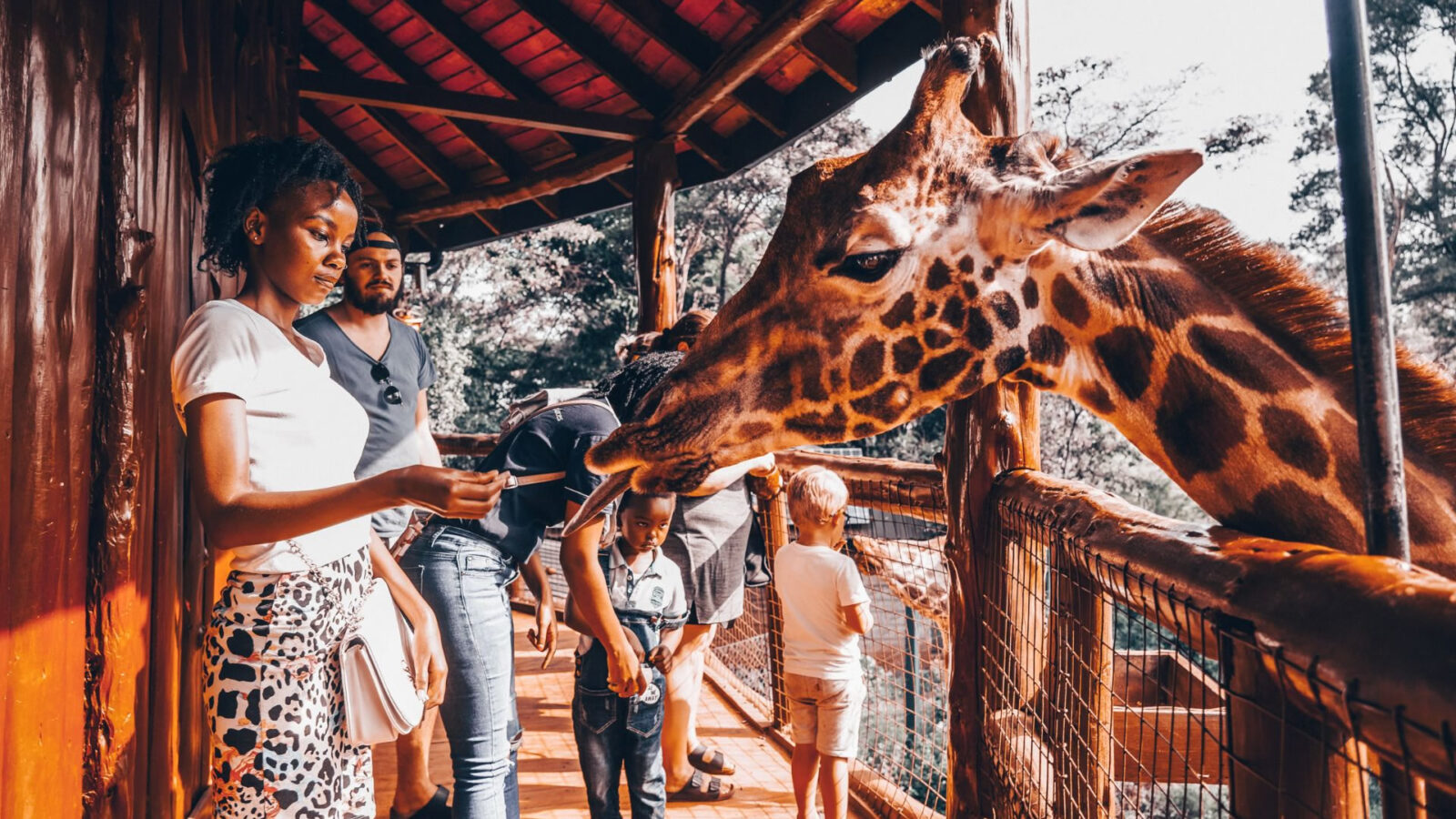 africa wildlife safaris The Giraffe Centre