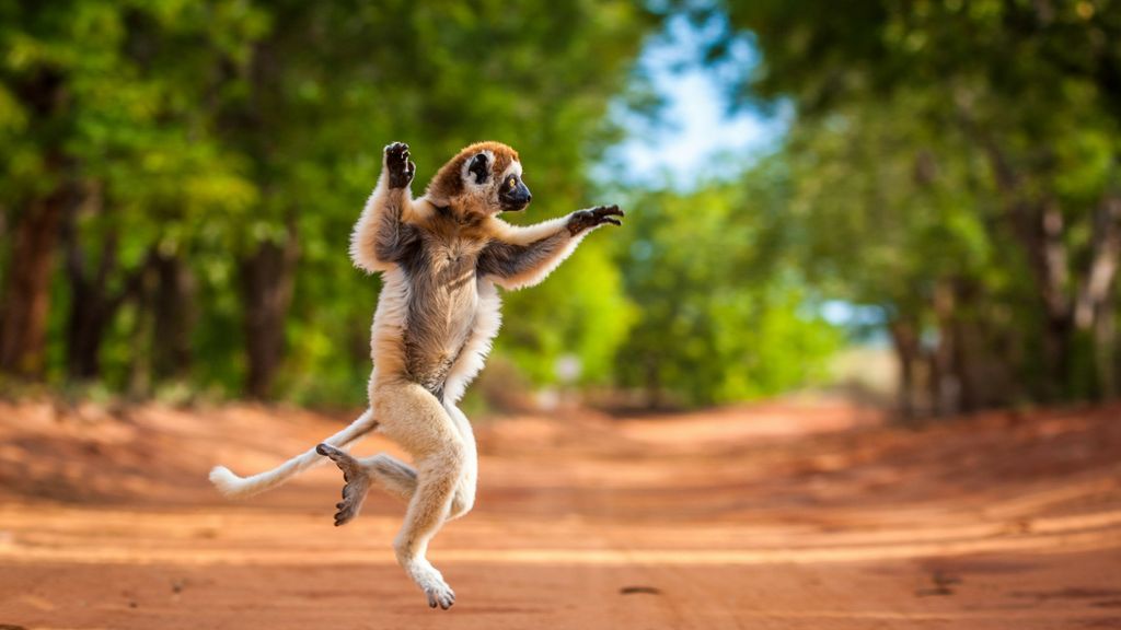 africa wildlife safaris madagascar