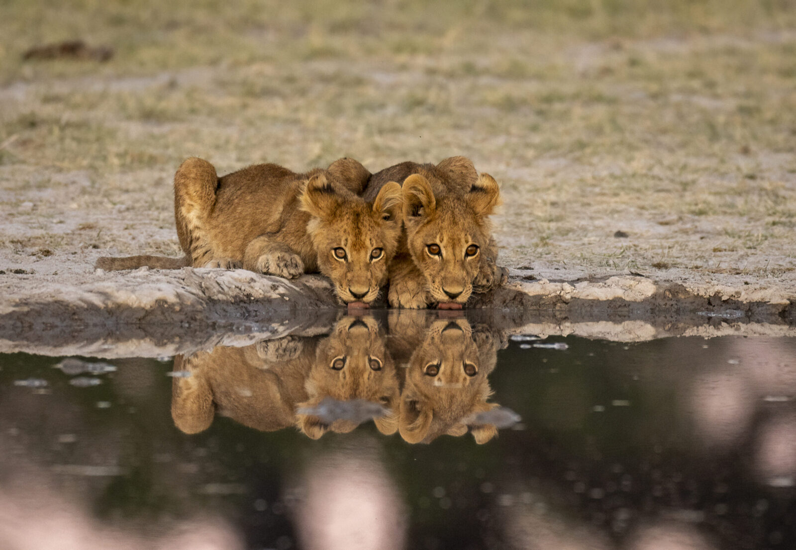 africa wildlife safaris okavango delta