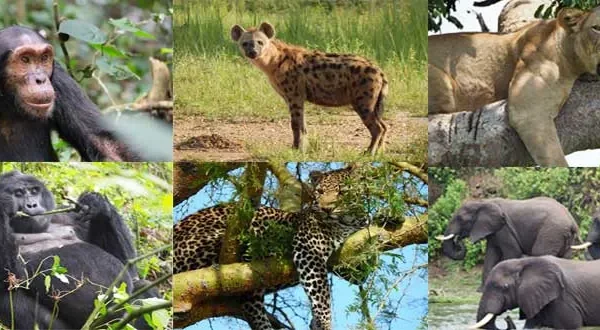 Uganda vs Rwanda: Which Is Best for First-Time Visitors?